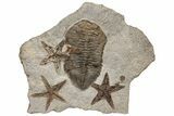 Dalmanitid (Eudolalites) Trilobite With Four Fossil Starfish #212377-1